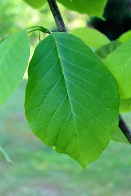 Magnolia acuminata - šácholan přišpičatělý - jarní list
